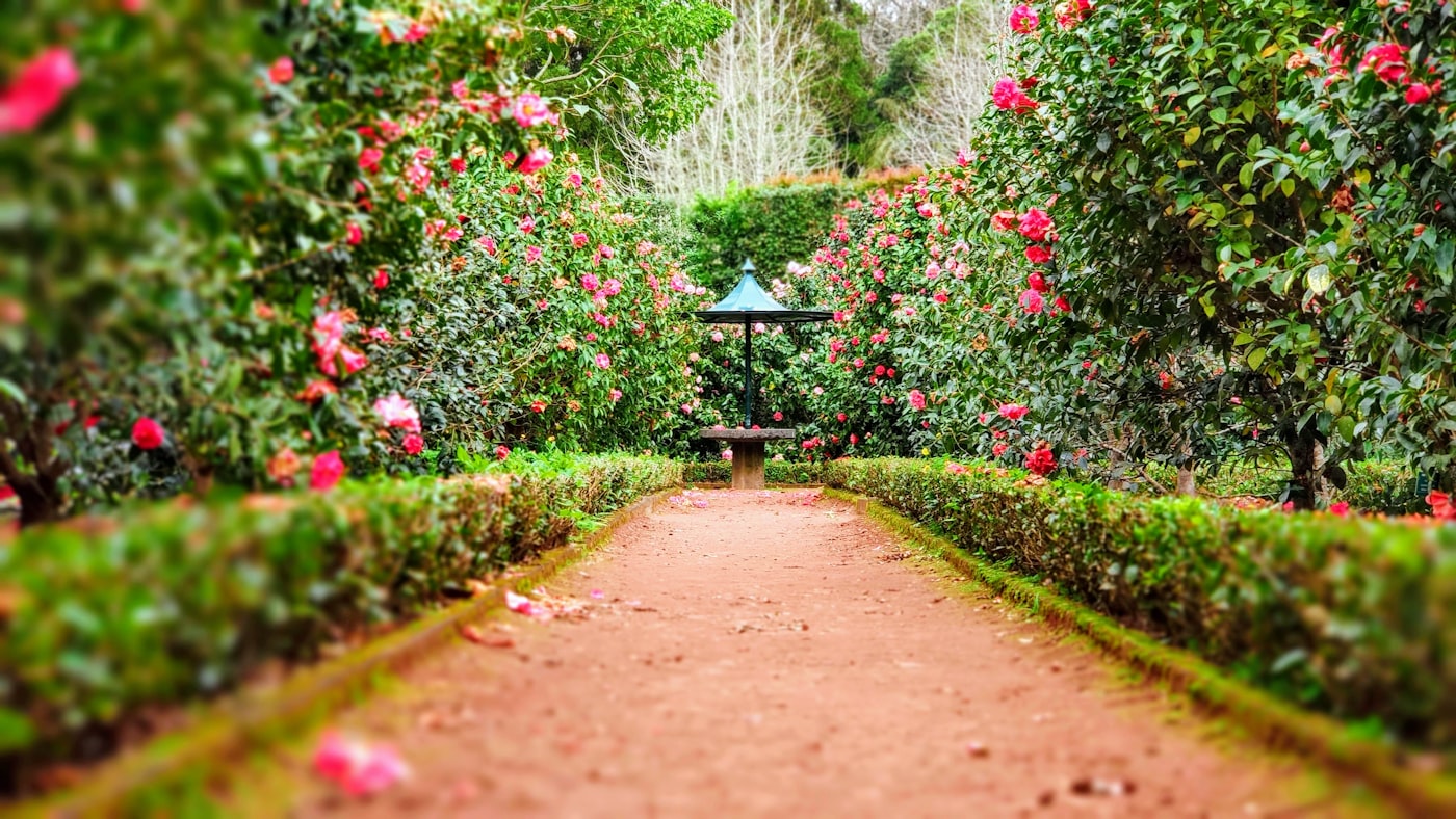 Blühender Gartenweg mit bepflanzten Beeten